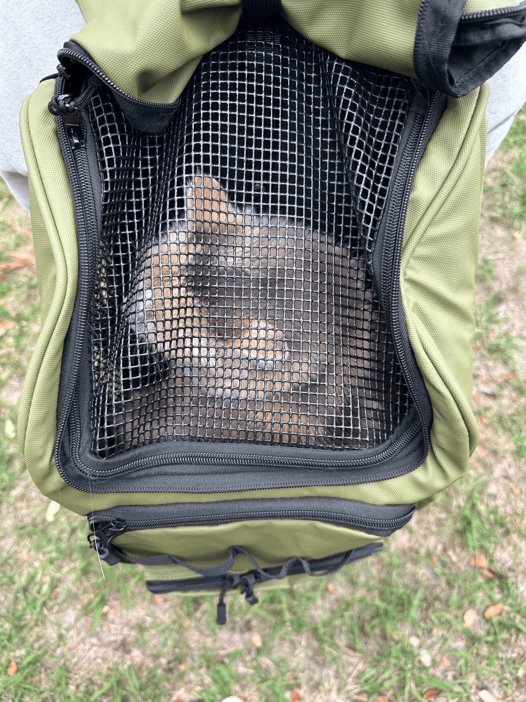 A gray tabby cat peeks out through the black mesh front of an olive green Pawbella Adventure Pet Backpack. The backpack is worn outdoors, showing off its durable design and spacious, pet-friendly interior—perfect for travel or hikes with your cat.