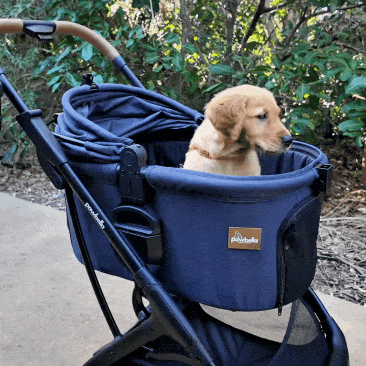 Golden retriever puppy sitting in a navy Pawbella pet stroller on a leafy outdoor path – discover the ultimate pet stroller for dogs and cats in Australia