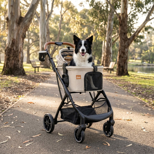 Large Border Collie sitting in spacious beige Pawbella Ultimate pet stroller in Melbourne park