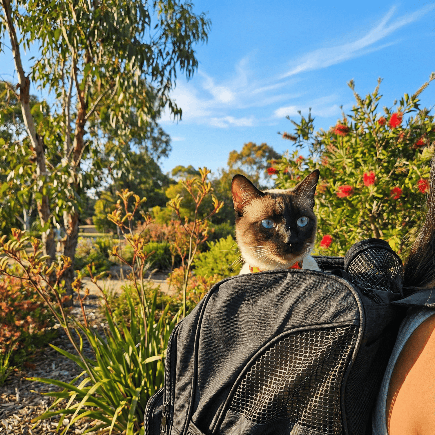 A Siamese cat with blue eyes sits in the Pawbella Outback Explorer Heavy Duty Pet Backpack (12kg max) featuring a reinforced base and 360° airflow mesh, as it's carried outdoors among green bushes, red flowers, and trees under a blue sky.