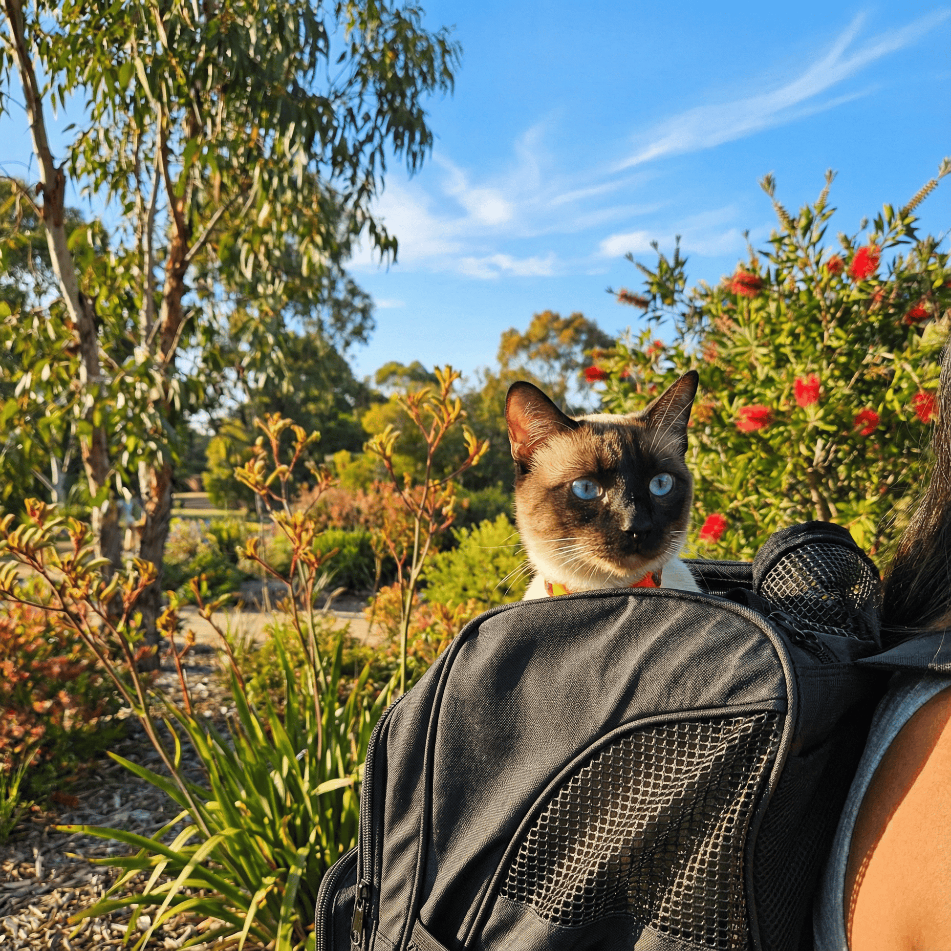 Siamese cat looking out of open pet carrier backpack in Australian bushland setting