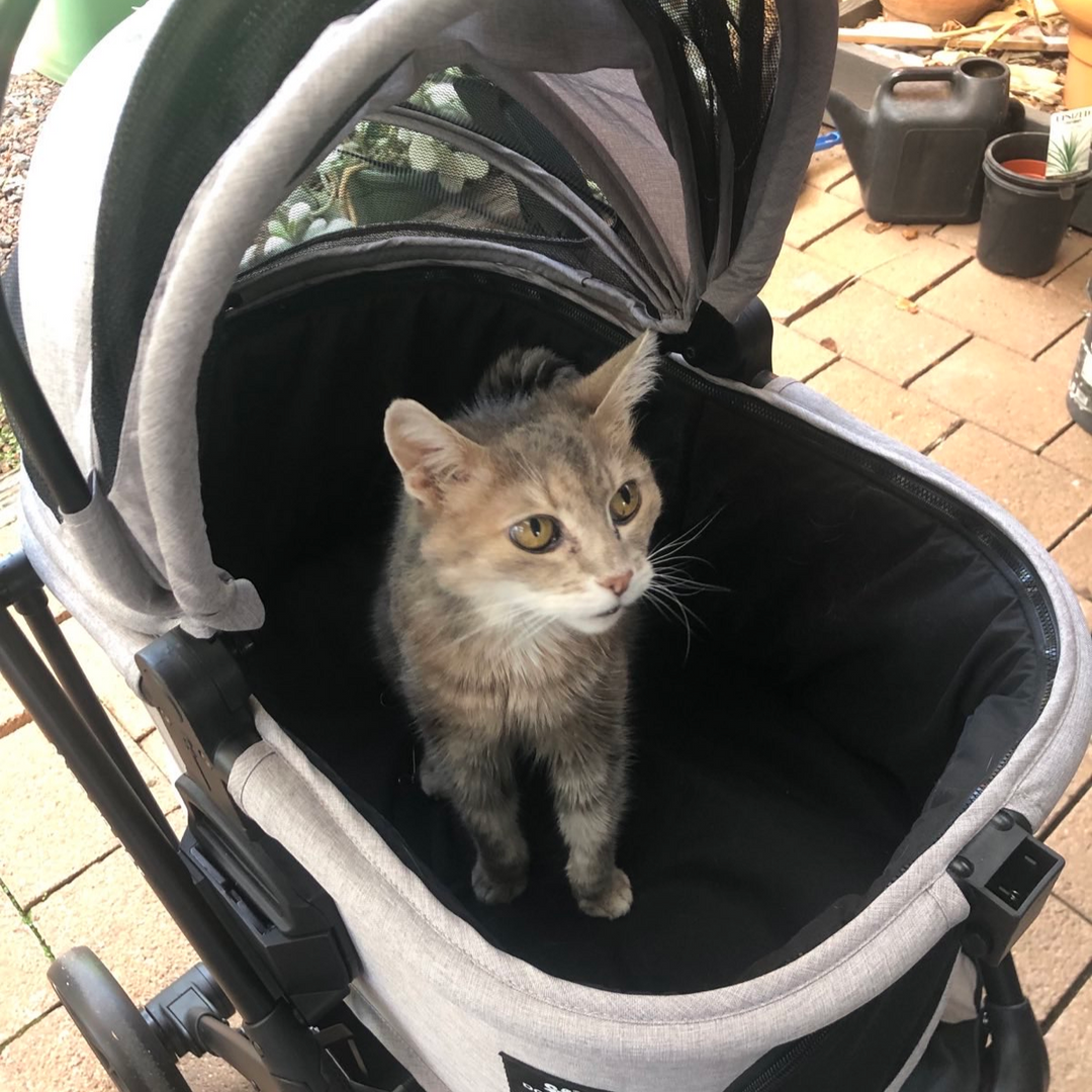 Grey cat sitting in a grey pet stroller with a mesh cover, positioned in a garden setting with pots and plants in the background.