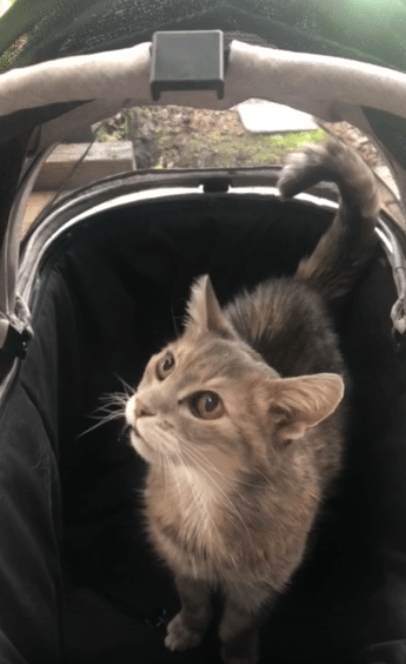 Close-up of a curious grey cat looking up while sitting inside a black pet stroller with a mesh cover visible overhead.