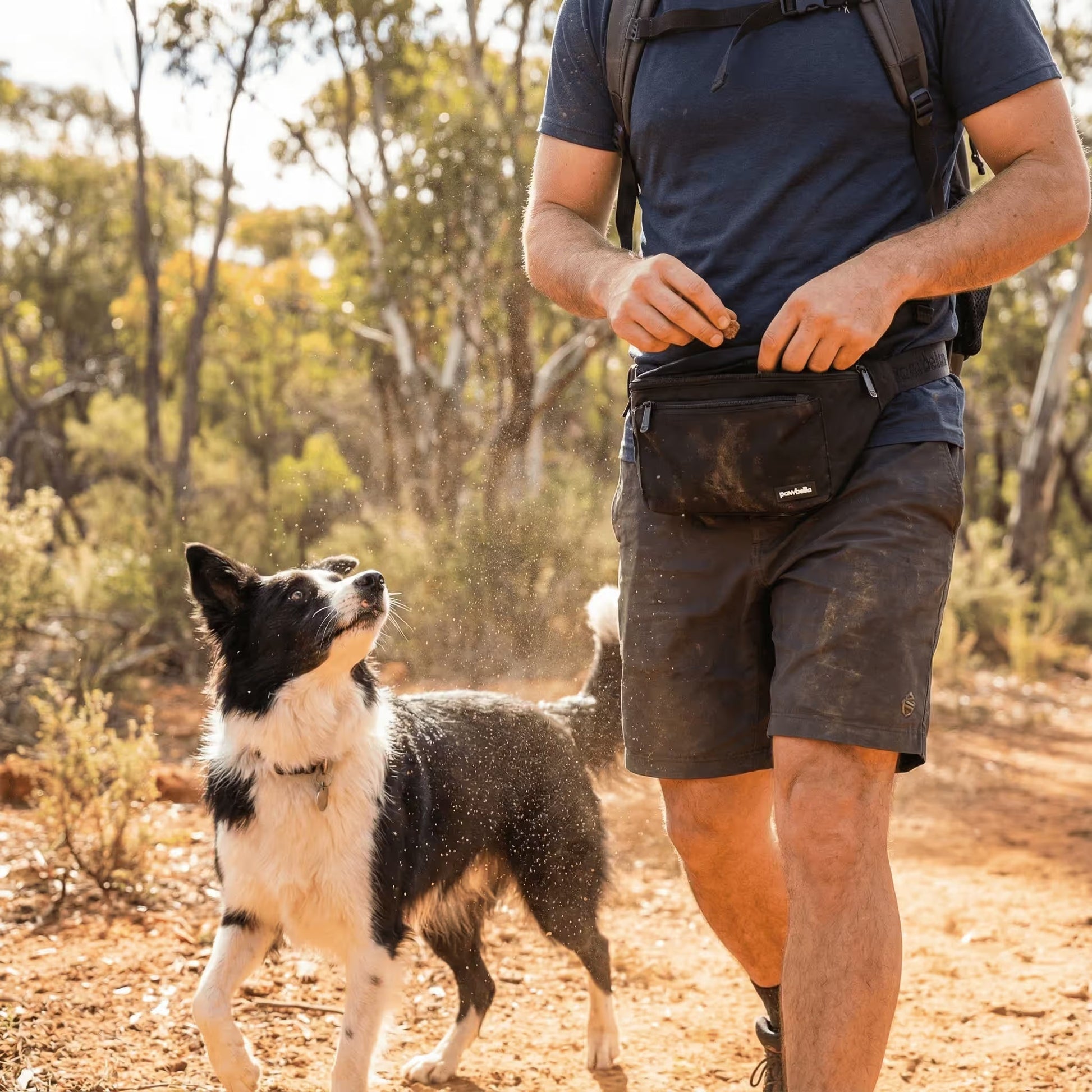 A person wearing shorts and the Pawbella Dog Walking Bum Bag walks on a dirt trail in the Australian woods, accompanied by a black and white dog that looks up at them attentively.