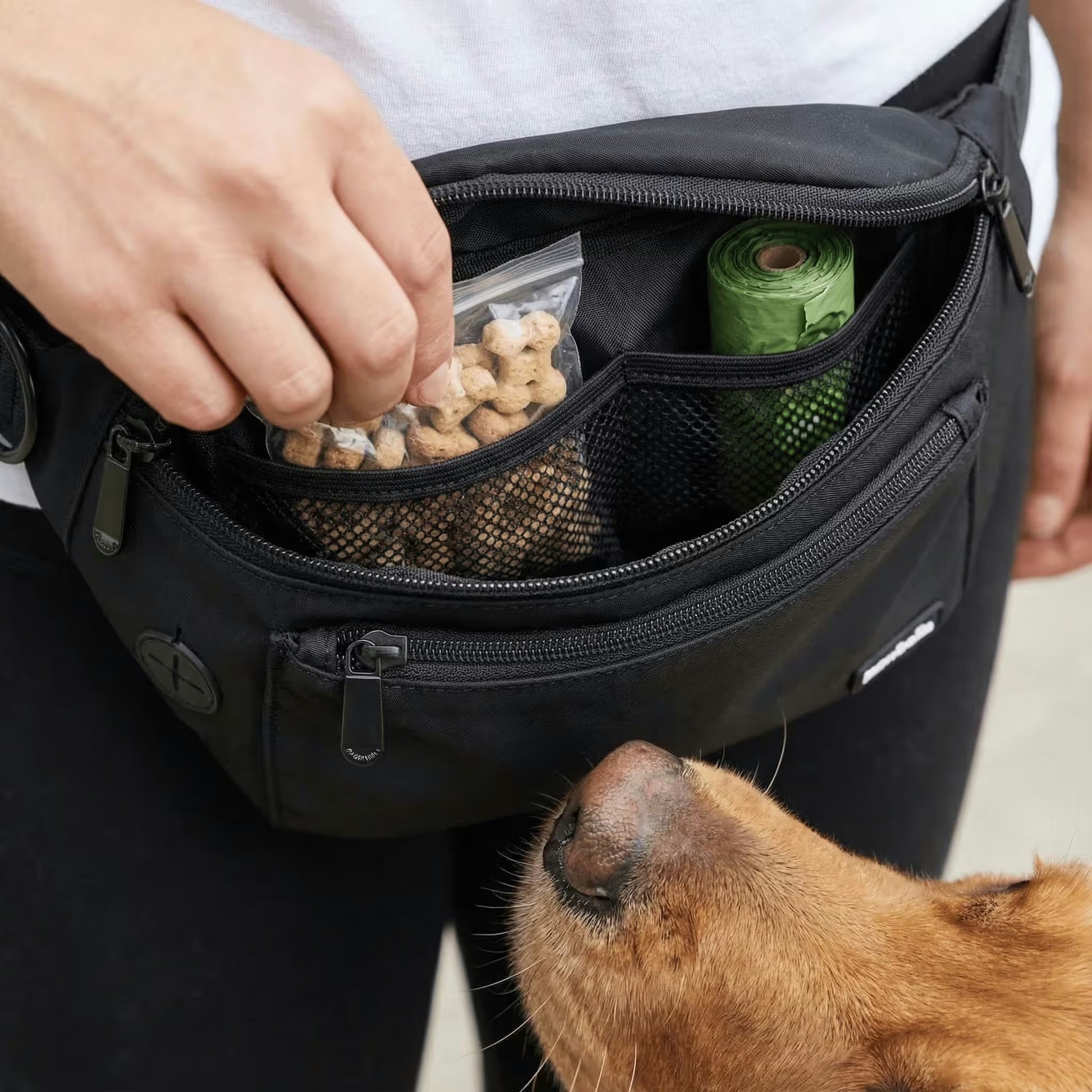 A person holds open the Pawbella Dog Walking Bum Bag, showing dog treats in a plastic bag and green waste bags inside, as a brown dog looks up—ideal for on-the-go adventures across Australia with your pup.