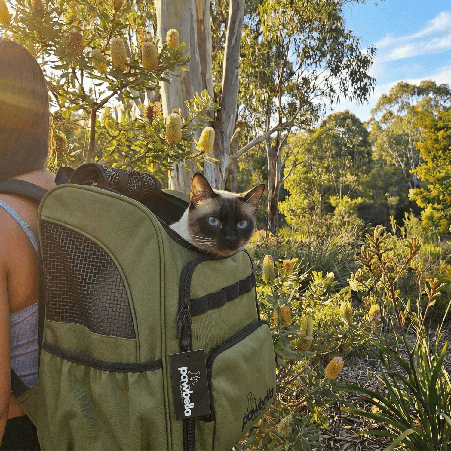 Rear view of woman hiking on bush trail carrying Siamese cat in ventilated pet backpack