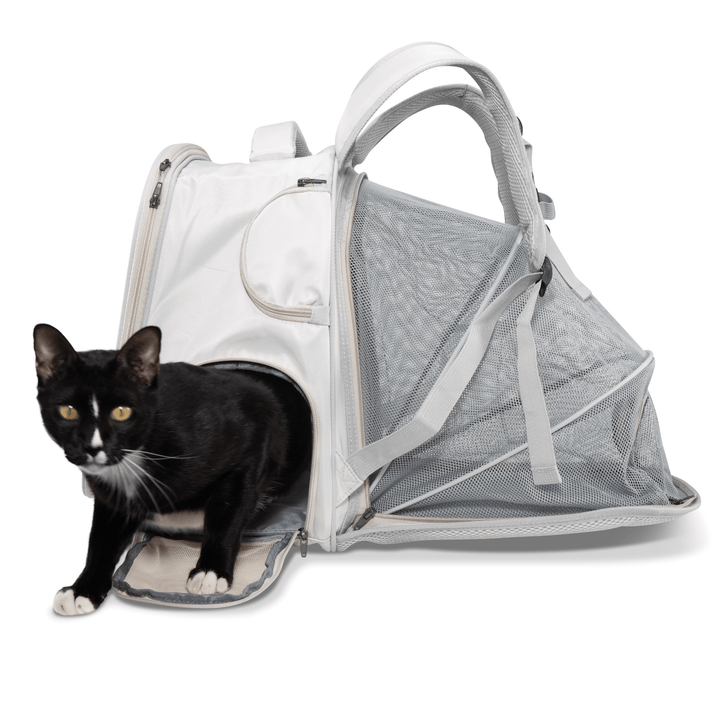 Black and white cat exiting the Pawbella expandable backpack pet carrier with mesh extension and side opening.