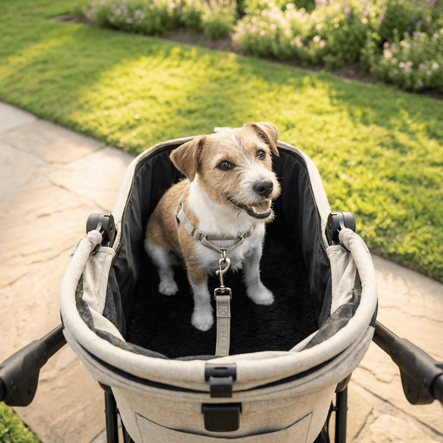 A happy Jack Russell Terrier sitting securely inside the Pawbella Ultimate Pet Stroller, featuring a built-in safety leash and spacious interior.