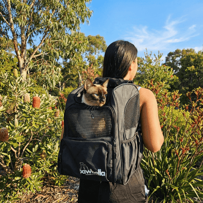 Siamese cat riding in black Pawbella backpack carrier next to Australian red bottlebrush flowers