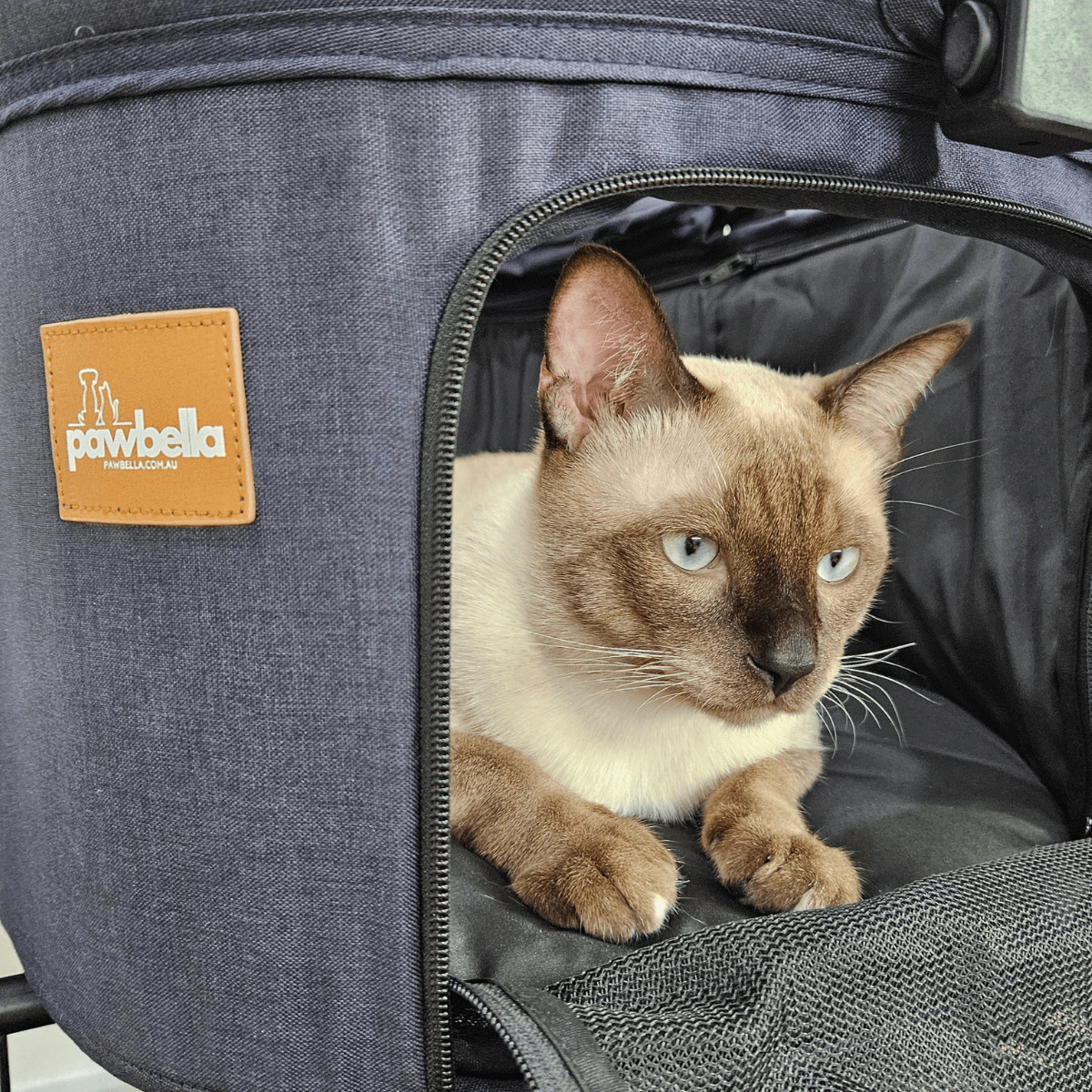 Close-up of a Siamese cat inside the Pawbella Ultimate Pet Stroller