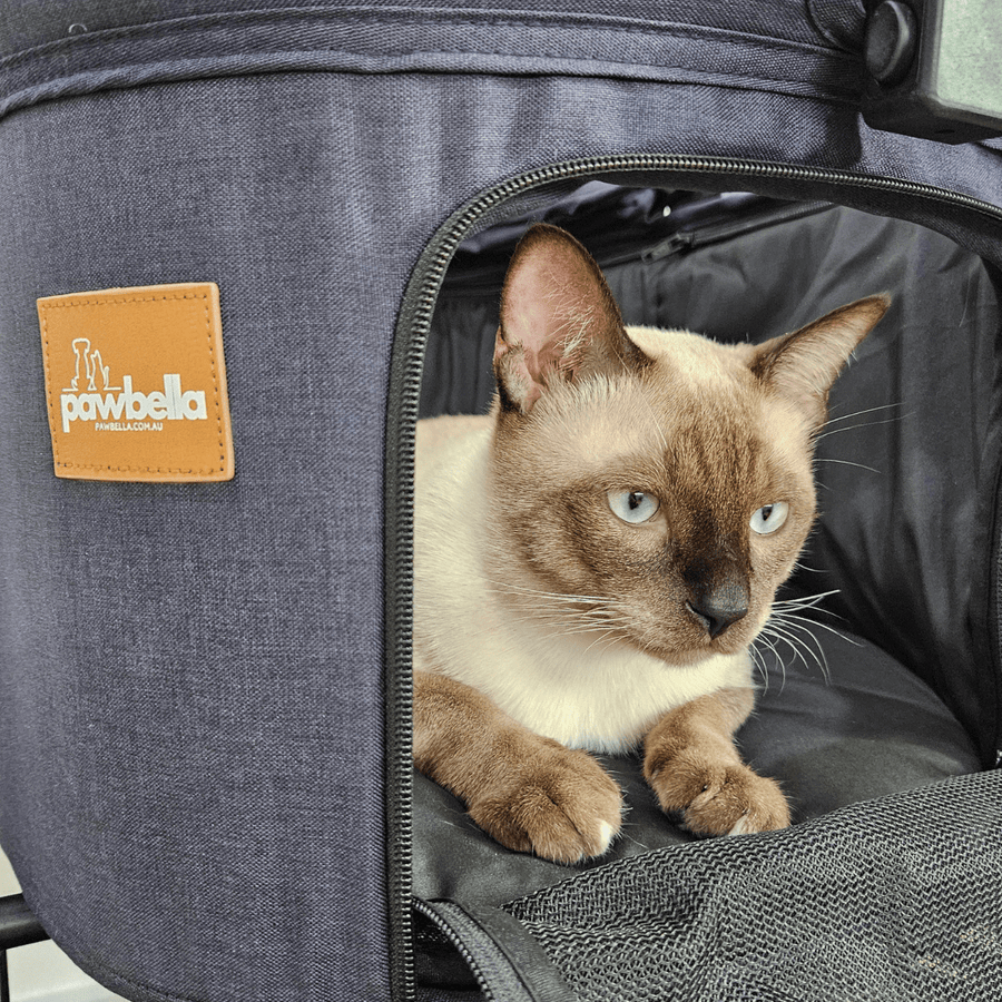 Close-up of a Siamese cat inside the Pawbella Ultimate Pet Stroller