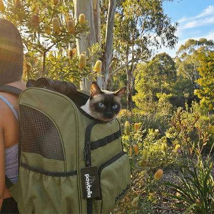 A Siamese cat enjoys the outdoors in Australia, nestled in Pawbella’s Outback Explorer Heavy Duty Pet Backpack (12kg Max), worn among lush greenery and tall trees with sunlight streaming through the leaves.